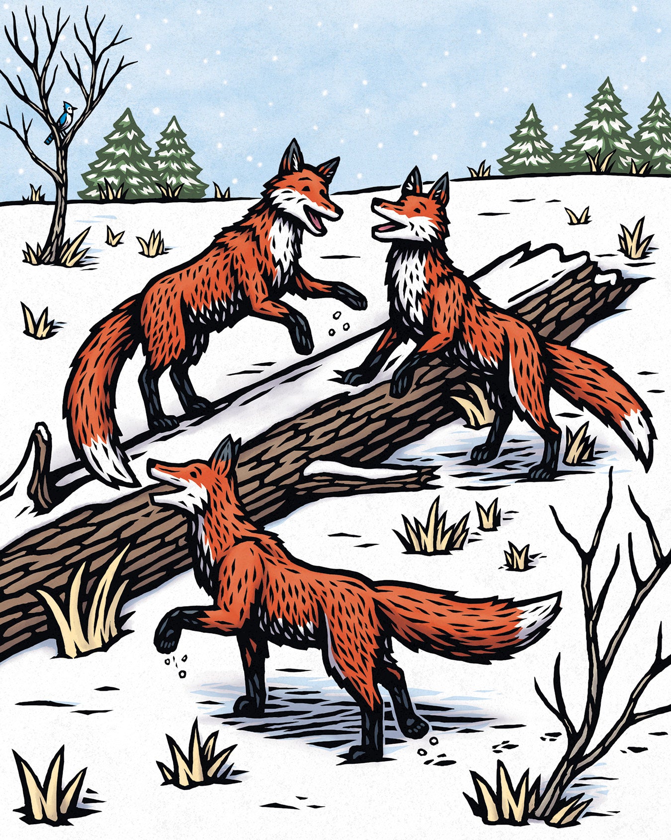 The Twelve Days of Winter; A Wildlife Celebration. Book illustration showing 3 foxes in the snow