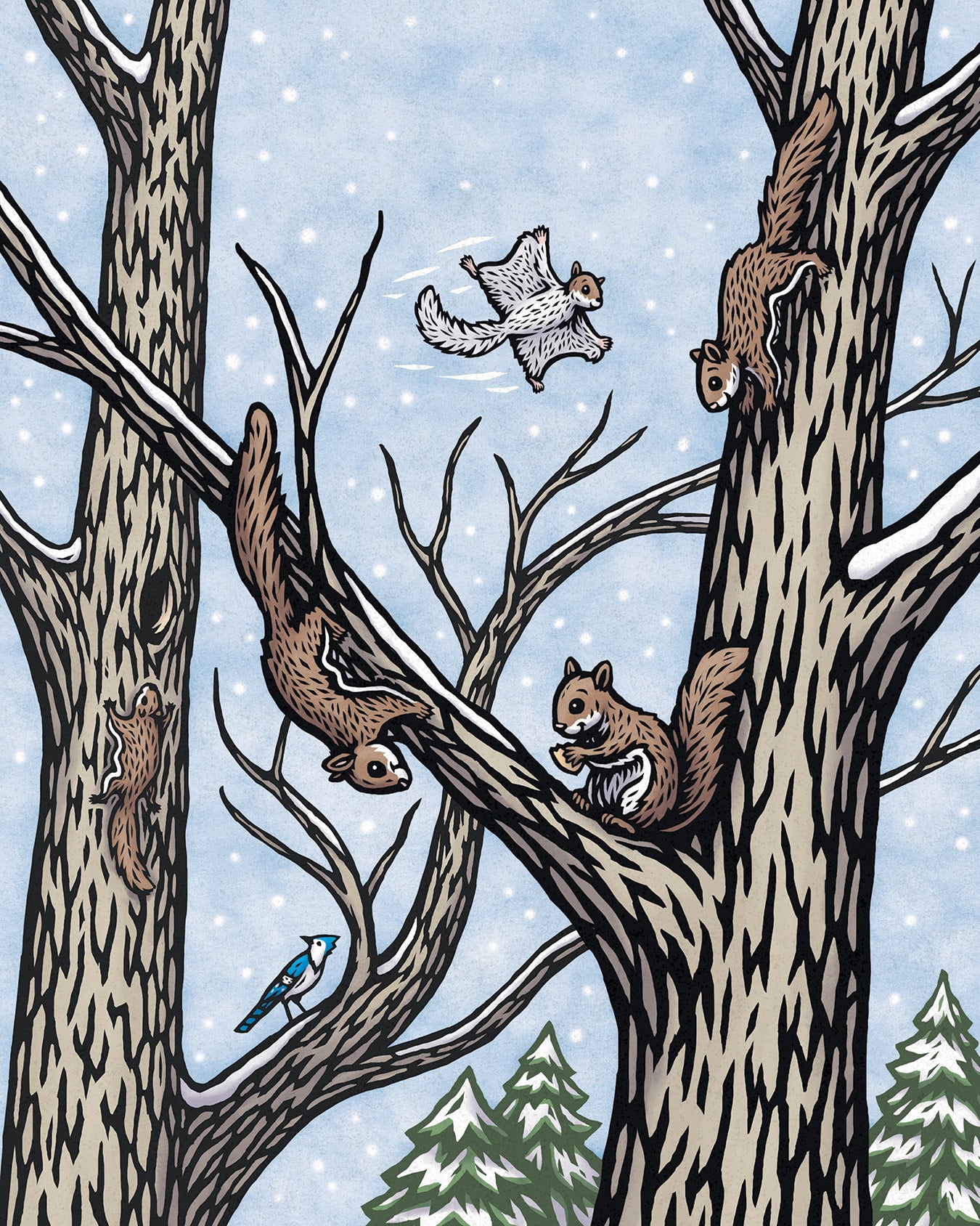The Twelve Days of Winter; A Wildlife Celebration. Book illustration showing 4 squirrels in the snow