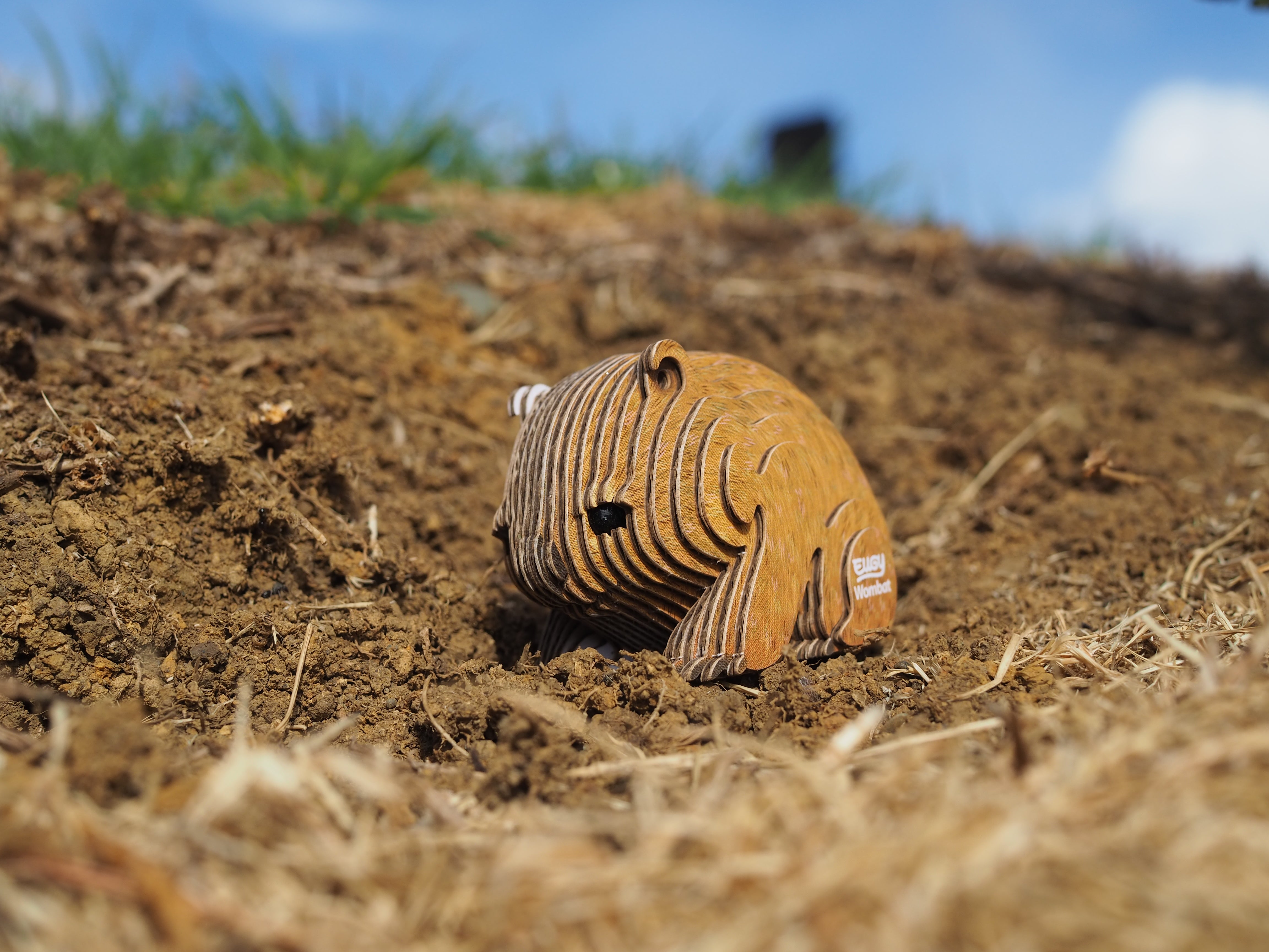 Image of an EUGY Wombat, facing left and viewed front on, standing on a patch of soil with grass in the background